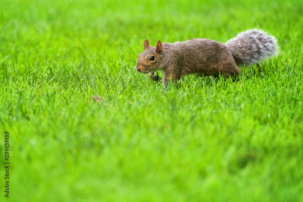 Obraz premium Brown squirrel over green grass