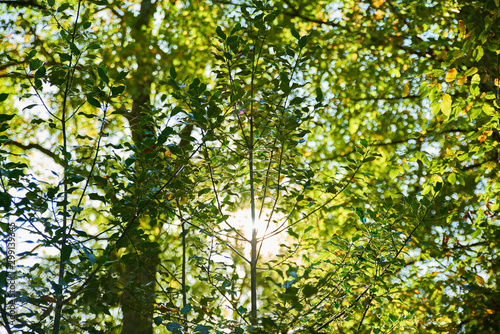 Lumière de fin de journée automnal dans les arbres des sous bois