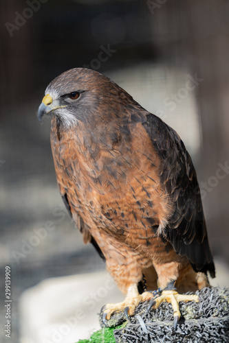 Rescued bird in Alaskan Raptor Centre photo