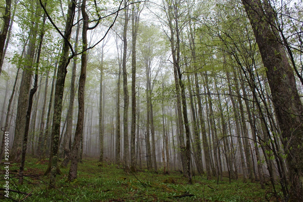 Beautiful Canaan Valley, West Virginia Beautiful Canaan Valley, West Virginia