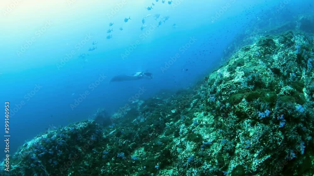 Giant Oceanic Manta Rays (Mobula birostris) on a coral reef in Black Rock, Mergui Archipelago, Myanmar Giant Oceanic Manta Rays (Mobula birostris) on a coral reef in Black Rock, Mergui Archipelago, Myanmar