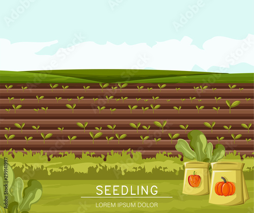 Field planted with seedling technique. Bag of pepper and pumpkin seeds on foreground. Place for text. Agricultural vector