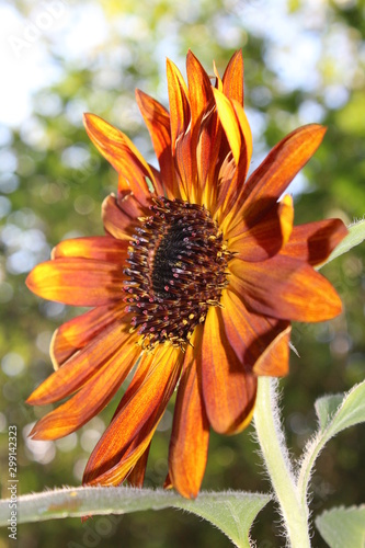 Beautiful orange and red sunflower 