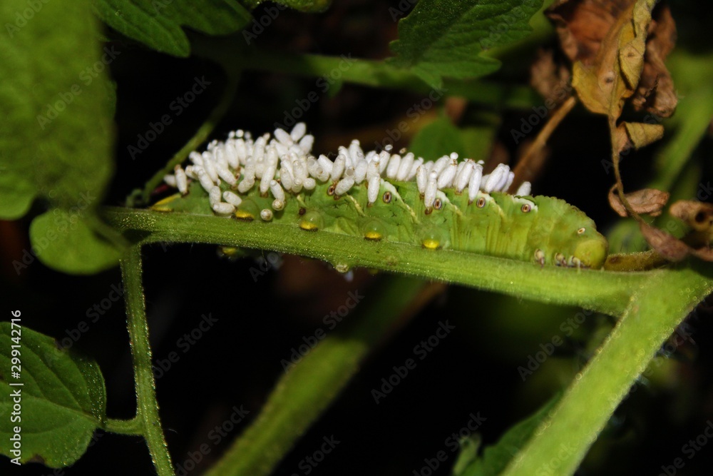 Hornworm resting on a tomato plant Hornworm resting on a tomato plant
