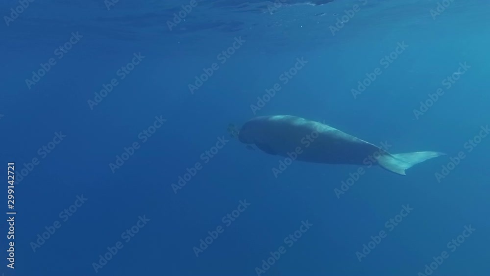 Dugong (sea cow) swims in the sea. Dugong (sea cow) swims in the sea.
