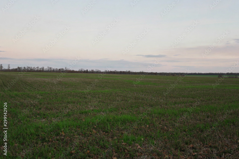 winter shoots in autumn on black soil Ukraine winter shoots in autumn on black soil Ukraine
