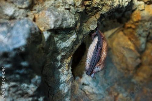 A brown bat hangs upside down in a cave. Night predators in the wild
