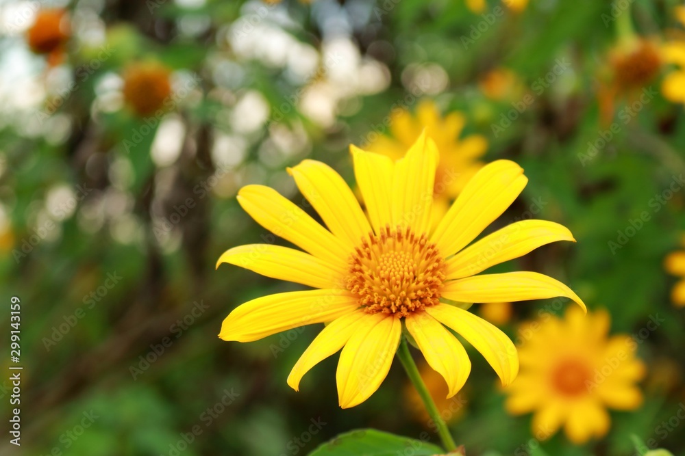 yellow flowers in the garden yellow flowers in the garden