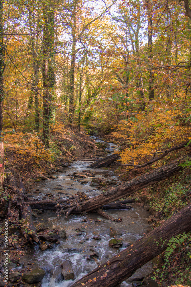 A Fast-Moving Creek Flowing with Rain Water in a Forest - on a Bright, Sunny Fall Day with Orange, Green and Yellow Foliage A Fast-Moving Creek Flowing with Rain Water in a Forest - on a Bright, Sunny Fall Day with Orange, Green and Yellow Foliage