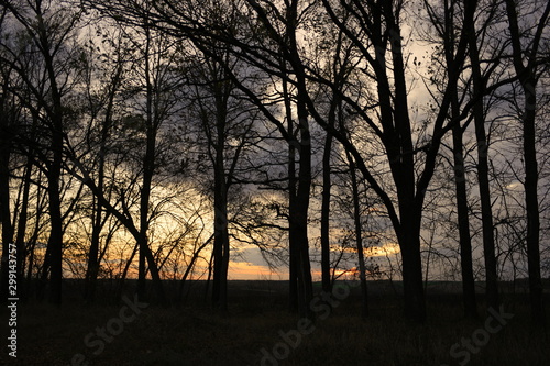 sunset in forest