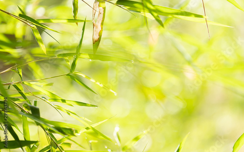 Bamboo Leaves and blurred background  copy space