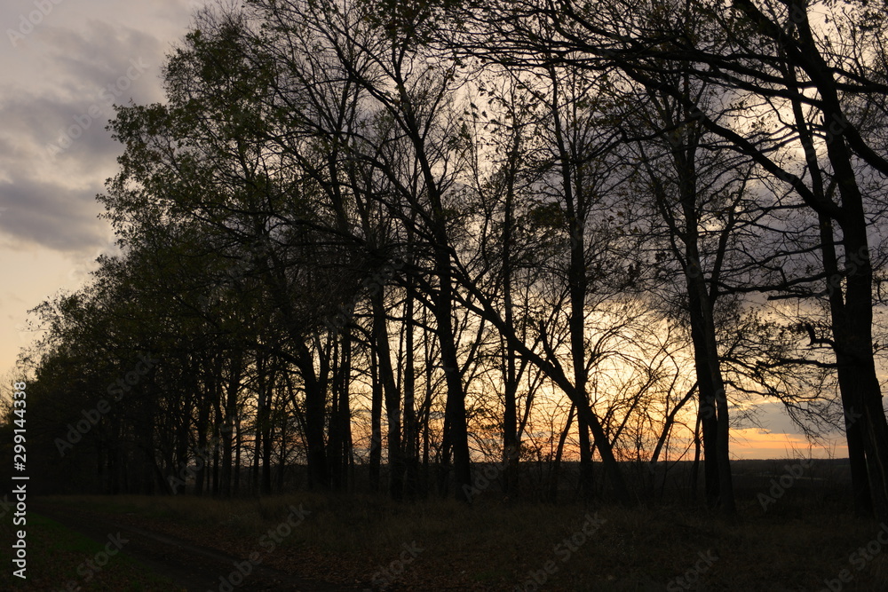 sunset in the park