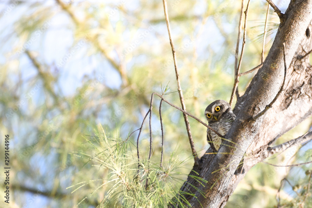 Fototapeta premium Cute spotted owlet on branch of tree.