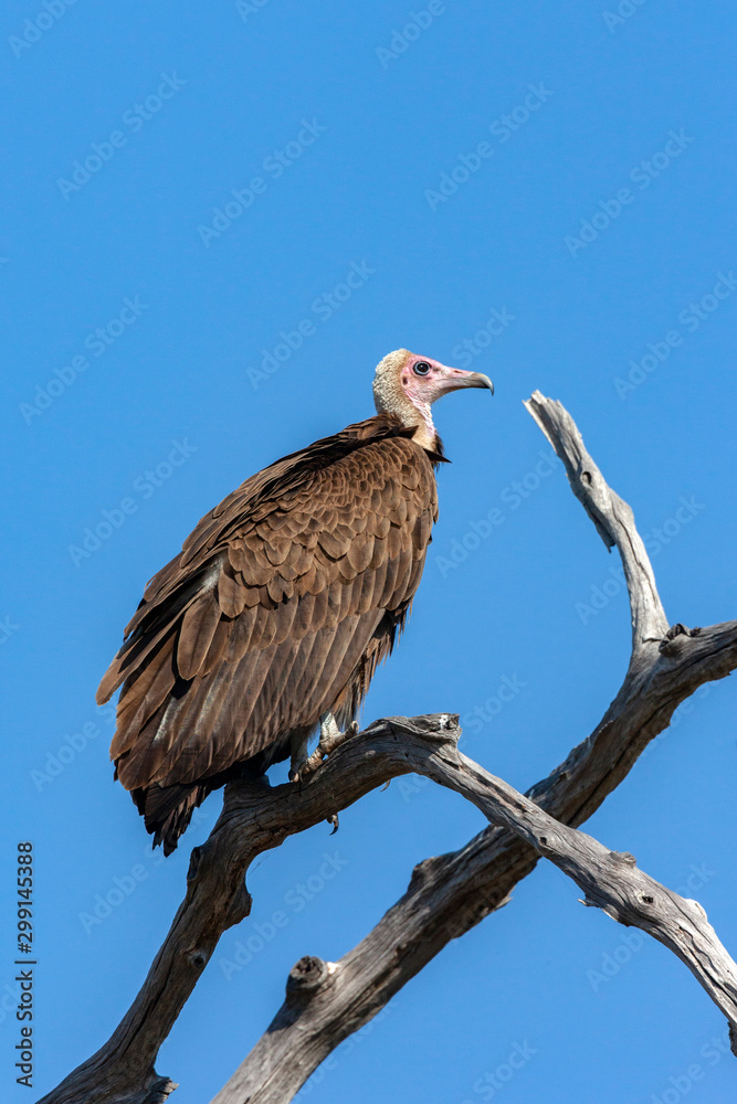 Lappetfaced Vulture - Botswana - Africa Lappetfaced Vulture - Botswana - Africa