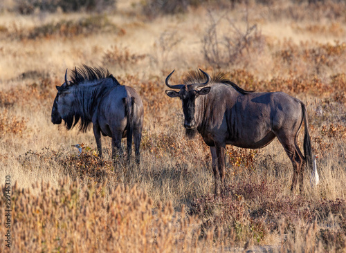 Blue Wildebeest - Etosha National Park - Namibia