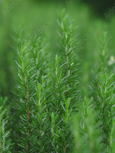 rosemary herb leafe and plant on plantation green background 