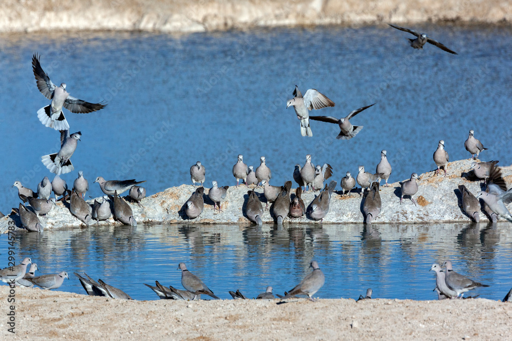 Cape Turtle Doves - Namibia - Africa