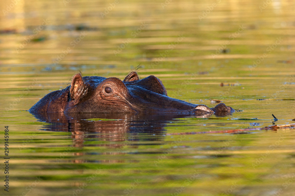 Fototapeta premium Hippopotamus - Botswana - Africa