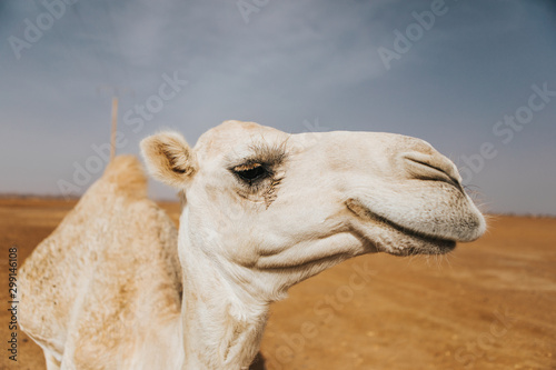 Cute white camel smiling outdoors in the desert. © daviles