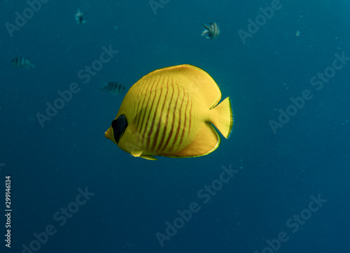 Bluecheek Butterflyfish (Chaetodon semilarvatus) swim on a coral reef.