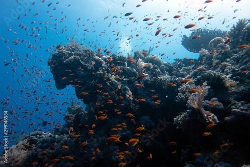 Fototapeta Naklejka Na Ścianę i Meble -  diving red sea