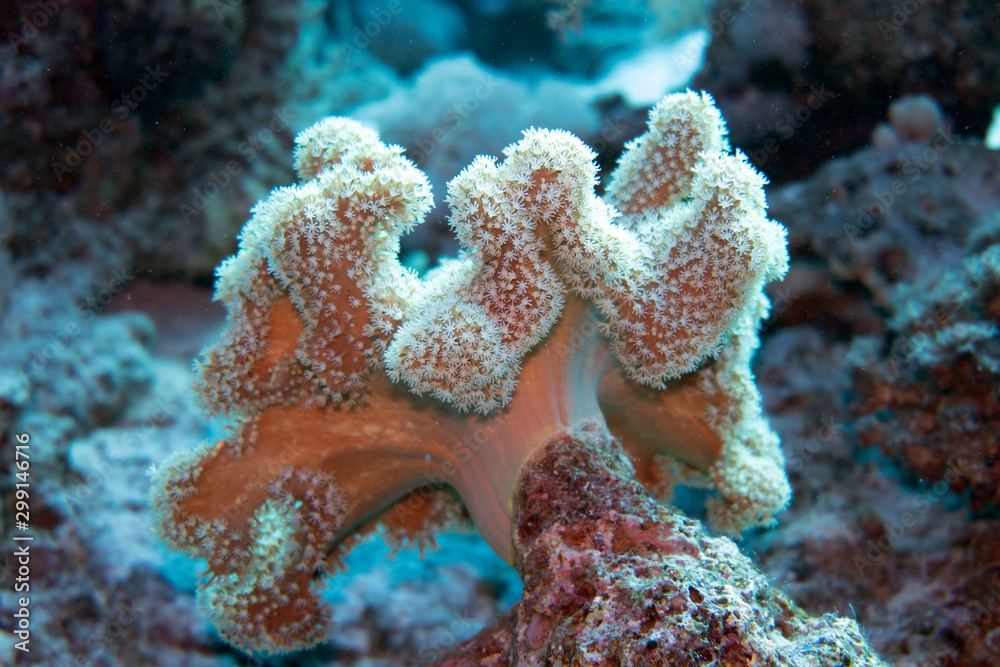 Fototapeta premium diving red sea