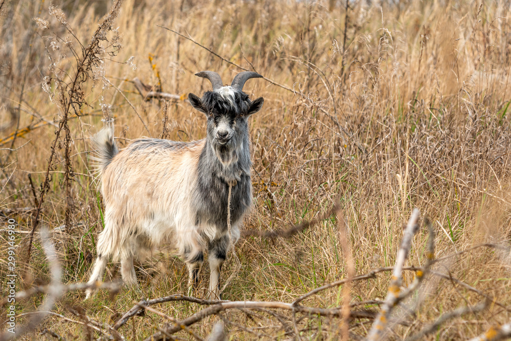Funny escaped goat Funny escaped goat