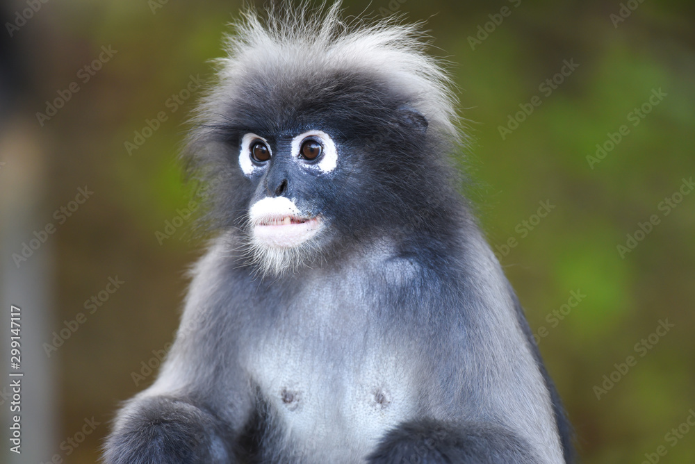 Portrait of dusky Langur.