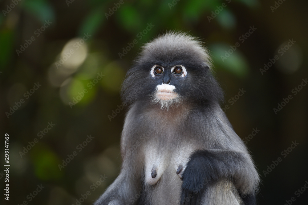 Portrait of dusky Langur. Portrait of dusky Langur.