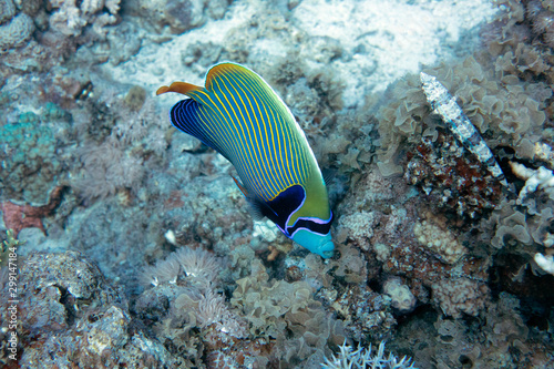 diving red sea