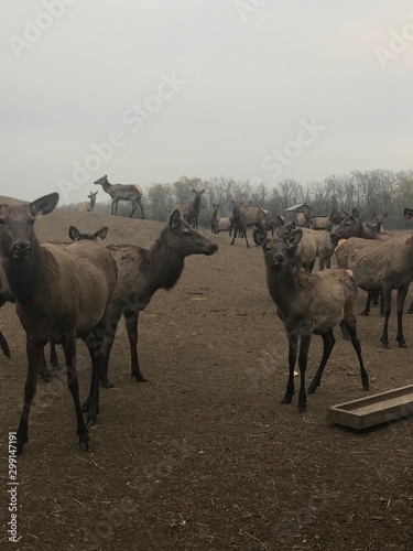 Fototapeta Naklejka Na Ścianę i Meble -  Russia feeding reindeer