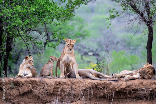 Lion family resting on the dry riverbank of the Mkuze river in Zimanga Game Reserve in Kwa Zulu Natal in South Africa