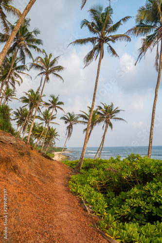 Beautiful ocean view from the jungle © VSavostianova