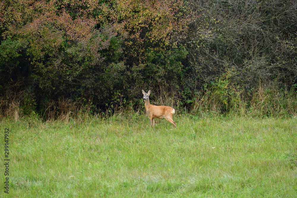 Doe resting in the forest during the day Doe resting in the forest during the day