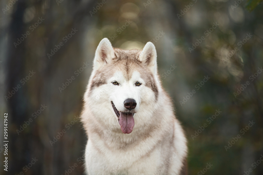 Close-up Portrait of beautiful and free Beige dog breed Siberian Husky sitting in the bright fall forest at sunset