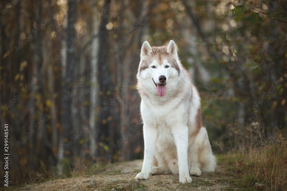 Portrait of beautiful and free Beige dog breed Siberian Husky sitting in the bright fall forest at sunset