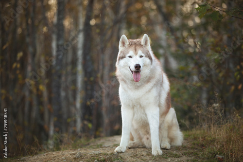 Portrait of beautiful and free Beige dog breed Siberian Husky sitting in the bright fall forest at sunset