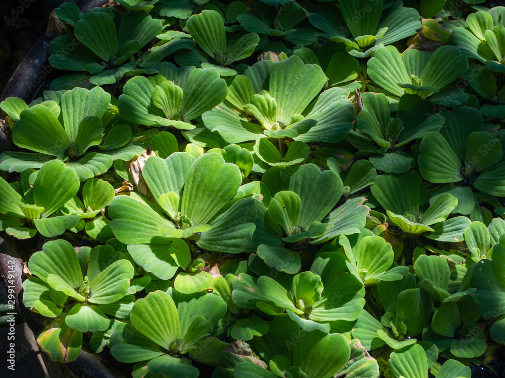 Pistia or water salad (Pistia stratiotes) growing in a natural environment Pistia or water salad (Pistia stratiotes) growing in a natural environment