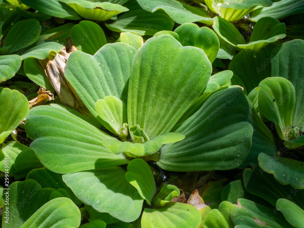 Pistia or water salad (Pistia stratiotes) growing in a natural environment Pistia or water salad (Pistia stratiotes) growing in a natural environment
