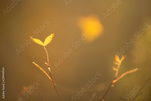 Beautiful yellow autumn leaves in forest in fall. Close-up image