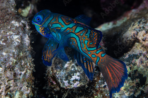 A male mandarinfish, Synchiropus splendidus, searches for a mate at dusk on a rocky reef in the Banda Sea. These fish spawn ever single evening. © ead72
