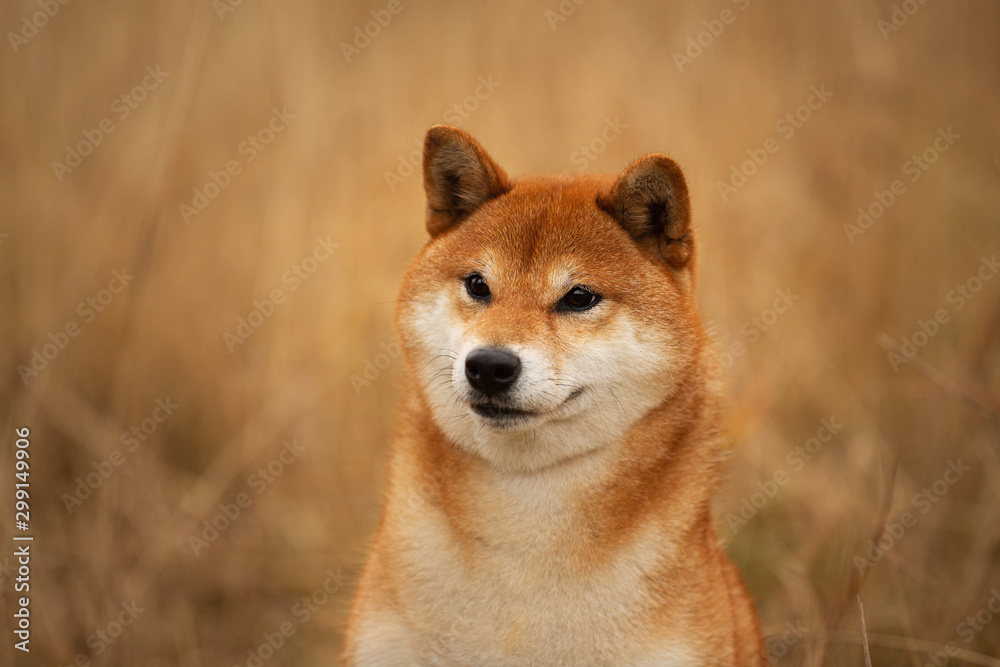 cute red dog breed Shiba inu with tonque hanging out sitting in the field. Beautiful japanese shiba inu female in autumn