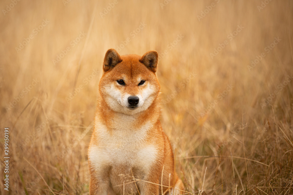 cute red dog breed Shiba inu sitting in the field. Beautiful japanese shiba inu female in autumn