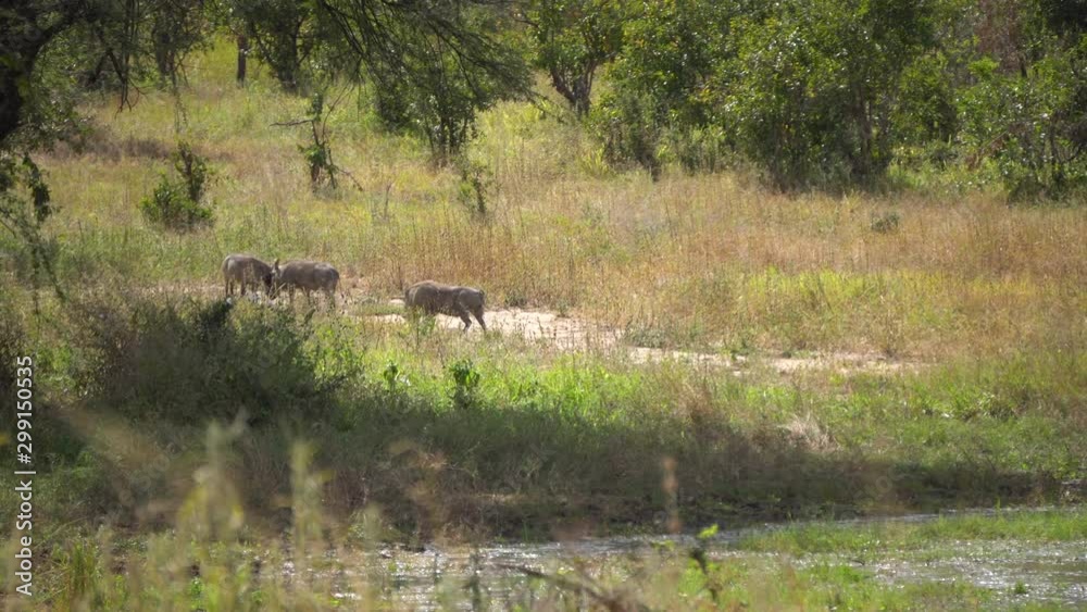 Warthog or Wild Boar Herd in Pasture of African Savanna, Tanzania Africa. Animals in Natural Habitat Warthog or Wild Boar Herd in Pasture of African Savanna, Tanzania Africa. Animals in Natural Habitat