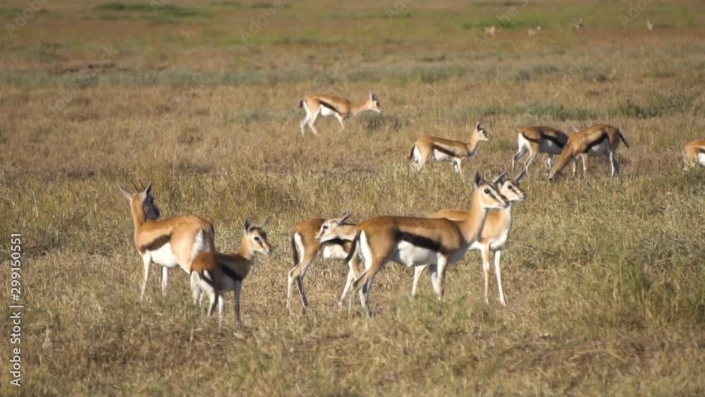 Impala Antelope aka Gazelle Herd in Meadow of African Savanna, Slow Motion. Animals in Natural Habitat, Tanzania Impala Antelope aka Gazelle Herd in Meadow of African Savanna, Slow Motion. Animals in Natural Habitat, Tanzania