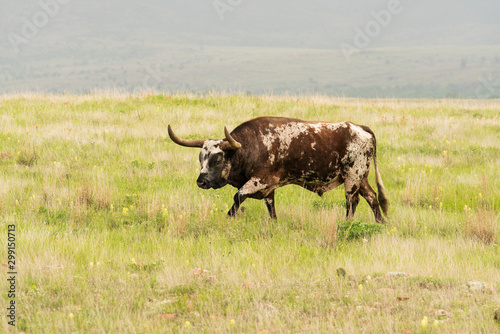 Fototapeta Naklejka Na Ścianę i Meble -  Longhorn Bull