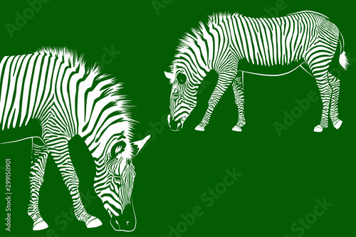 Fototapeta Naklejka Na Ścianę i Meble -  Two Zebras on green background
