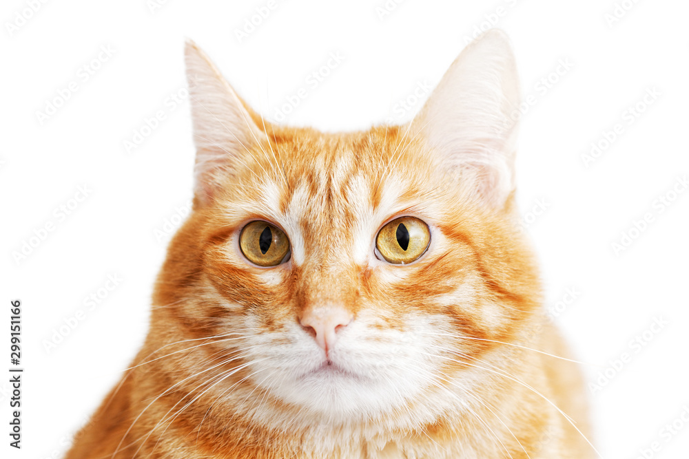 Closeup portrait of a red cat looking warily straight ahead. Isolated on white.