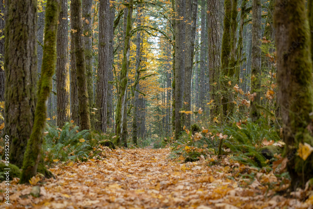 Park trail through beautiful autumn trees with fallen leaves