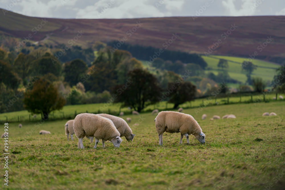 Fototapeta premium herd of sheep in field